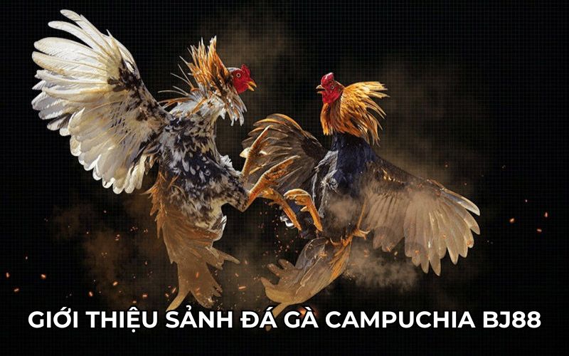 Giới thiệu sảnh đá gà campuchia bj88