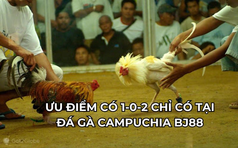 Ưu điểm có 102 chỉ có tại đá gà campuchia