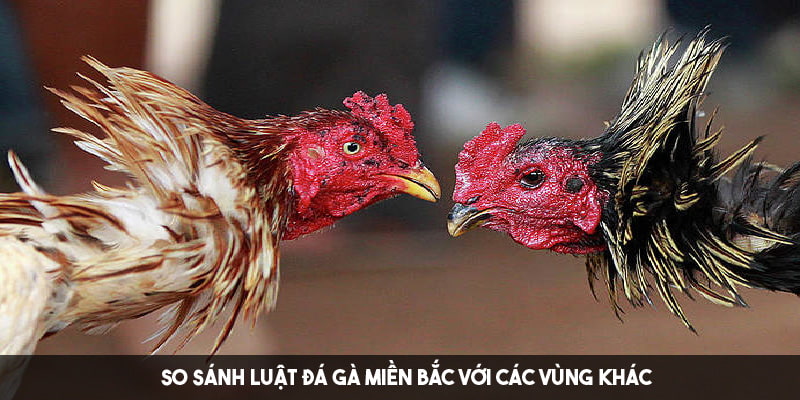 Điểm giống và khác của đá gà miền Bắc với các vùng khác 